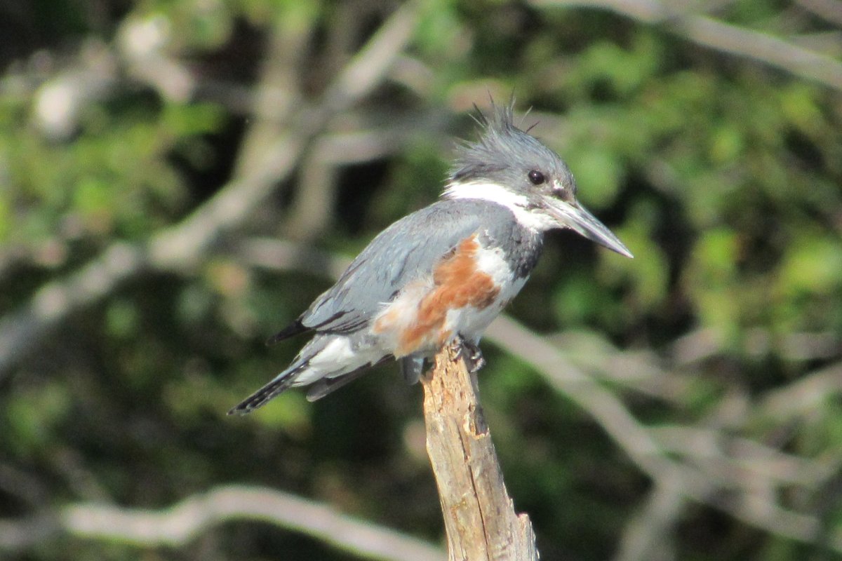 Kentville, NS - Jul. 29, 2021 - female
